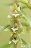 Broad-leaved Helleborine (Epipactis helleborine)