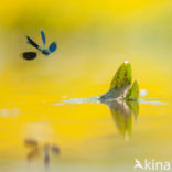 Banded Demoiselle (Calopteryx splendens)