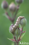 Gewone silene-uil (Hadena bicruris)