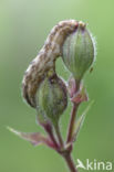 Gewone silene-uil (Hadena bicruris)