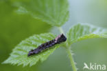 Peach Blossom (Thyatira batis)