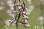 Moeraswespenorchis (Epipactis palustris)