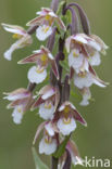 Moeraswespenorchis (Epipactis palustris)