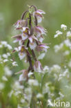 Moeraswespenorchis (Epipactis palustris)