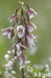 Moeraswespenorchis (Epipactis palustris)