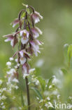 Moeraswespenorchis (Epipactis palustris)