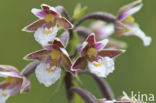 Moeraswespenorchis (Epipactis palustris)