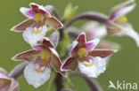 Moeraswespenorchis (Epipactis palustris)