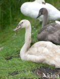 Knobbelzwaan (Cygnus olor)