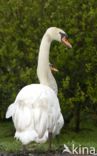 Mute Swan (Cygnus olor)