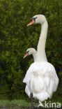 Mute Swan (Cygnus olor)