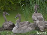 Knobbelzwaan (Cygnus olor)