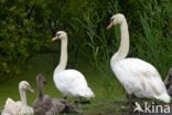 Knobbelzwaan (Cygnus olor)