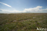 Holy Island