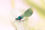 Banded Demoiselle (Calopteryx splendens)