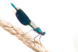 Banded Demoiselle (Calopteryx splendens)