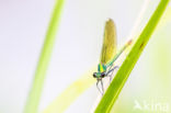 Banded Demoiselle (Calopteryx splendens)