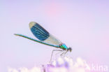 Banded Demoiselle (Calopteryx splendens)