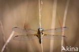 Viervlek (Libellula quadrimaculata)