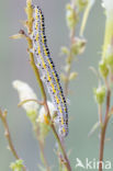 Vlasbekuiltje (Calophasia lunula)