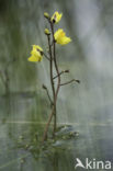 Groot blaasjeskruid (Utricularia vulgaris)