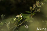 Europese boomkikker (Hyla arborea)