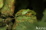 Europese boomkikker (Hyla arborea)