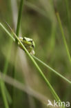 European Tree Frog (Hyla arborea)