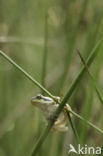 European Tree Frog (Hyla arborea)