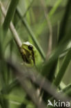 Europese boomkikker (Hyla arborea)