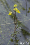 Greater Bladderwort (Utricularia vulgaris)