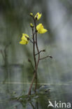 Groot blaasjeskruid (Utricularia vulgaris)