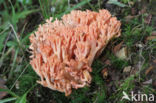 beukenkoraalzwam (ramaria subbotrytis)