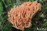 beukenkoraalzwam (ramaria subbotrytis)