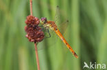 Eurasian red dragonfly (Sympetrum depressiusculum)