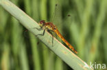 Eurasian red dragonfly (Sympetrum depressiusculum)