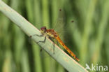 Eurasian red dragonfly (Sympetrum depressiusculum)