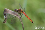 Eurasian red dragonfly (Sympetrum depressiusculum)