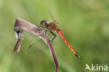 Eurasian red dragonfly (Sympetrum depressiusculum)