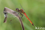 Kempense heidelibel (Sympetrum depressiusculum)