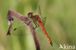 Kempense heidelibel (Sympetrum depressiusculum)