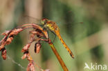 Kempense heidelibel (Sympetrum depressiusculum)