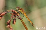 Eurasian red dragonfly (Sympetrum depressiusculum)