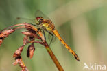 Eurasian red dragonfly (Sympetrum depressiusculum)