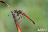 Eurasian red dragonfly (Sympetrum depressiusculum)