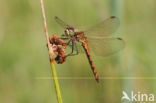 Eurasian red dragonfly (Sympetrum depressiusculum)