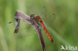 Eurasian red dragonfly (Sympetrum depressiusculum)