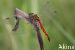 Kempense heidelibel (Sympetrum depressiusculum)