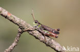 Knopsprietje (Myrmeleotettix maculatus)