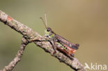 Knopsprietje (Myrmeleotettix maculatus)